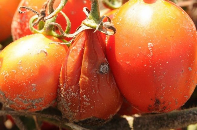 Плод томата с признаками заболевания растения мокрой гнилью