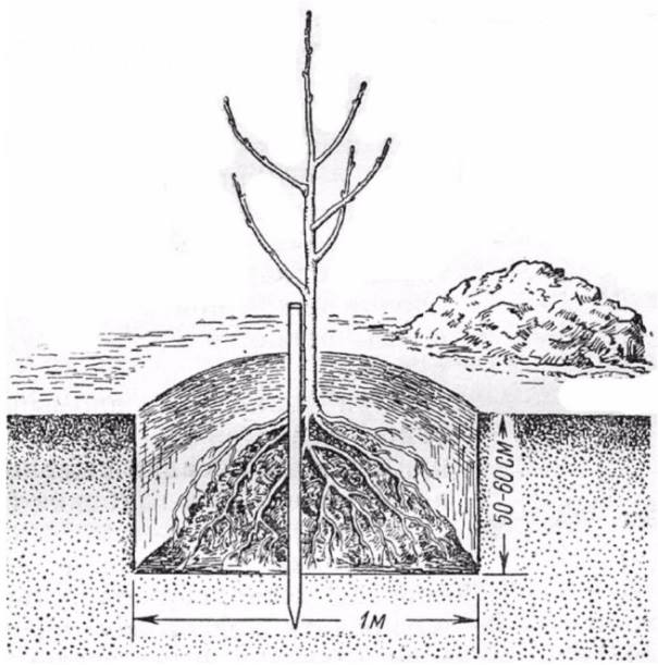 Схема посадочной ямы для груши с указанием размеров
