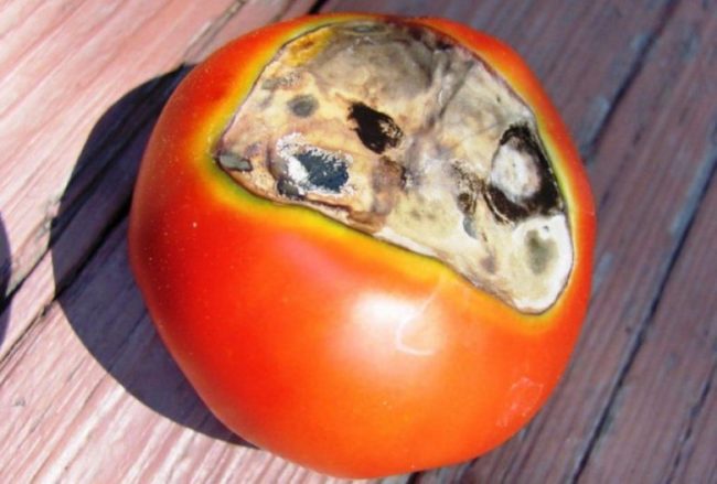 Крупный плод томата с вдавленным пятном серого цвета от вершинной гнили