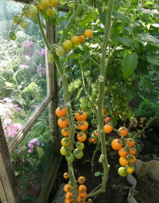 Стебли помидоры Черри с плодами оранжевого цвета в деревянной теплице