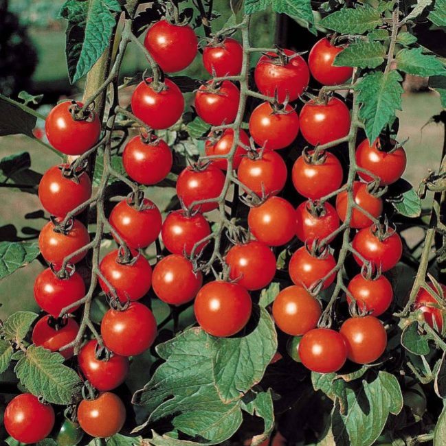 Три кисти среднего размера со спелыми плодами помидоры сорта Черри