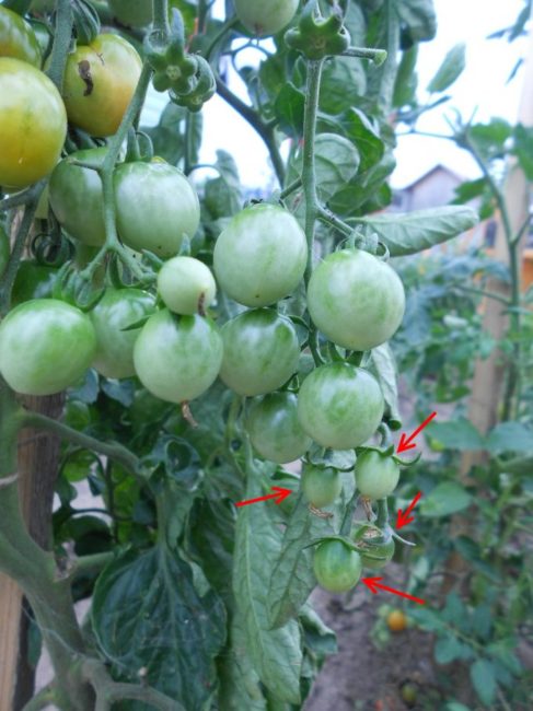 Мелкие плоды на концах кисти помидоры сорта Черри