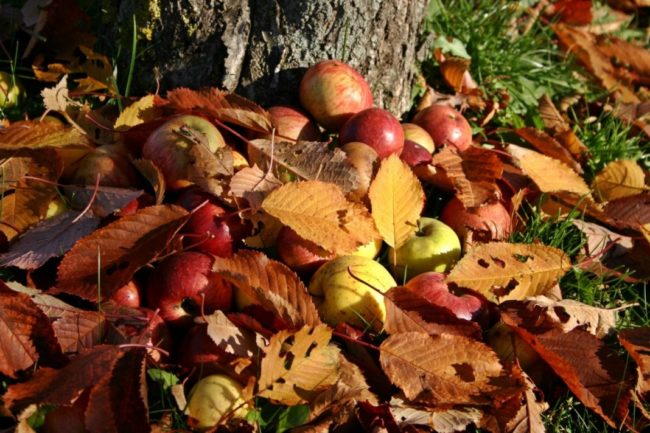 Желтые, бардовые листья и опавшие яблоки под стволом старого дерева