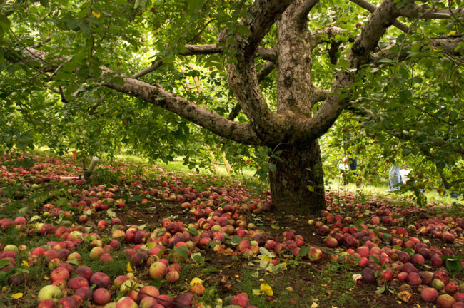 Россыпь опавших плодов под старой запущенной яблоней в городском парке