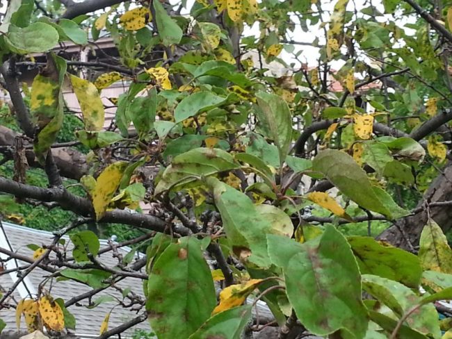 Признаки парши на желтых и зеленых листья яблони в виде темных пятен