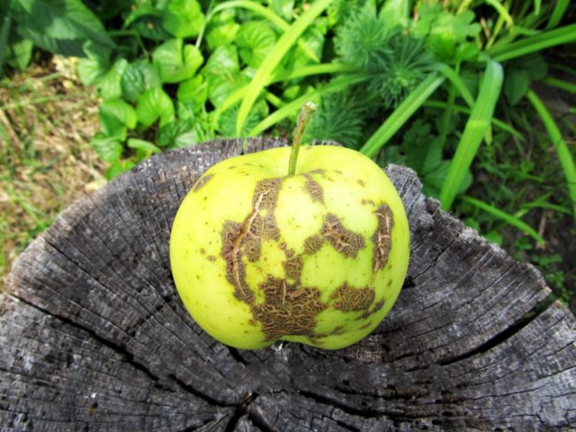 Желто-зеленое яблоко с коричневыми пятнами при поражении паршой
