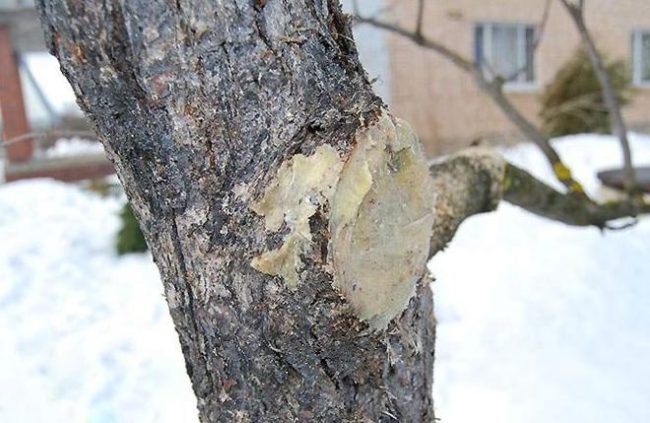 Садовый вар на месте спиленной больной ветки в процессе санитарной обрезки