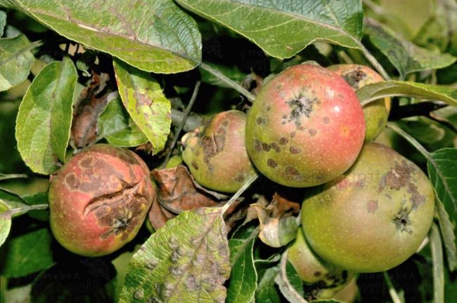 Растрескивание и гниение яблок на ветках при заражении растения паршой