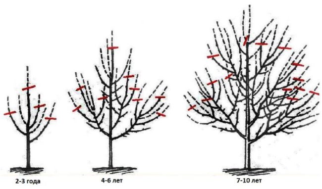 Схема обрезки веток яблоневого дерева в течении 10 лет жизни растения