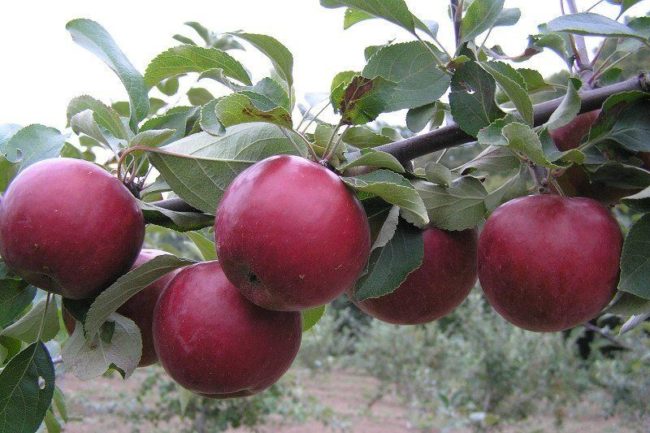 Ветка взрослой яблони сорта Коваленковское с плодами насыщенно бардового окраса