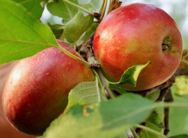 Первые плоды на молодой яблони сорта Коваленковское от белорусских селекционеров