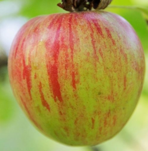 Крупный плод зеленого цвета с розовыми полосами яблони сорта Коваленковское