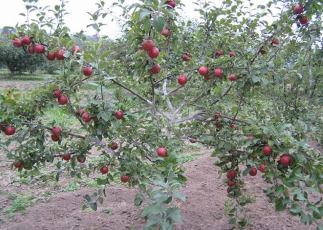 Раскидистые ветки с красными плодами на взрослой яблоне сорта Коваленковское