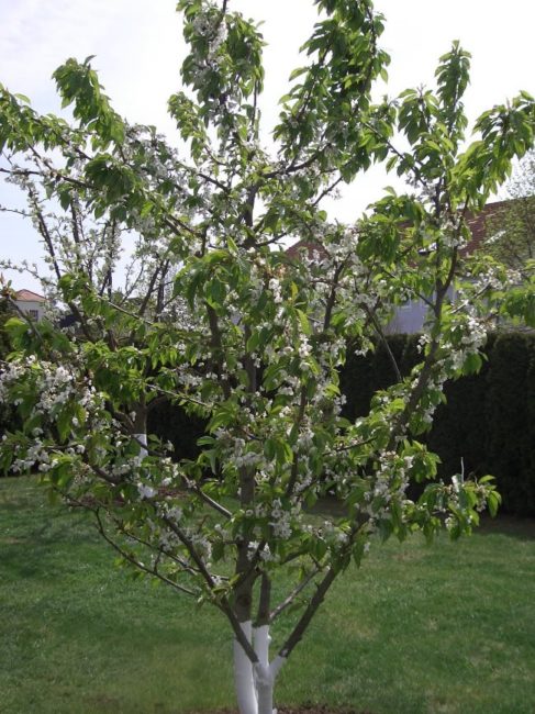Белые цветки и зеленые листья на взрослом дереве сливы в середине мая