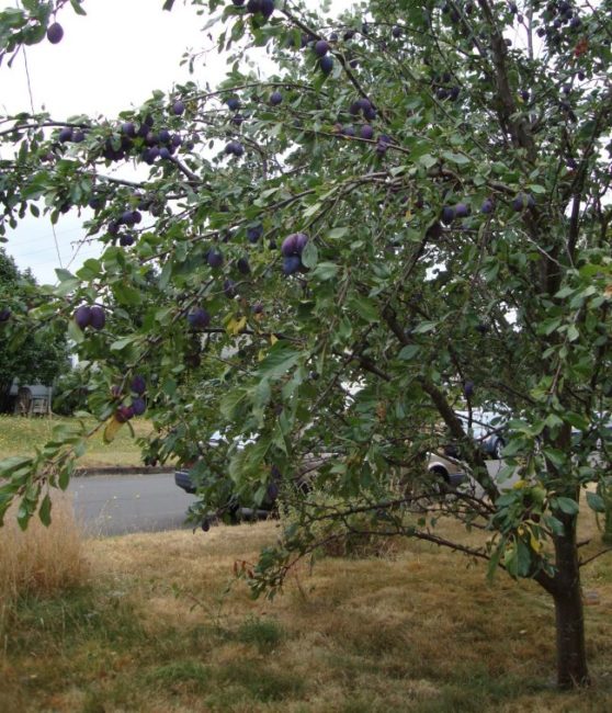 Сине-фиолетовые плоды на ветках дерева сливы с компактной кроной