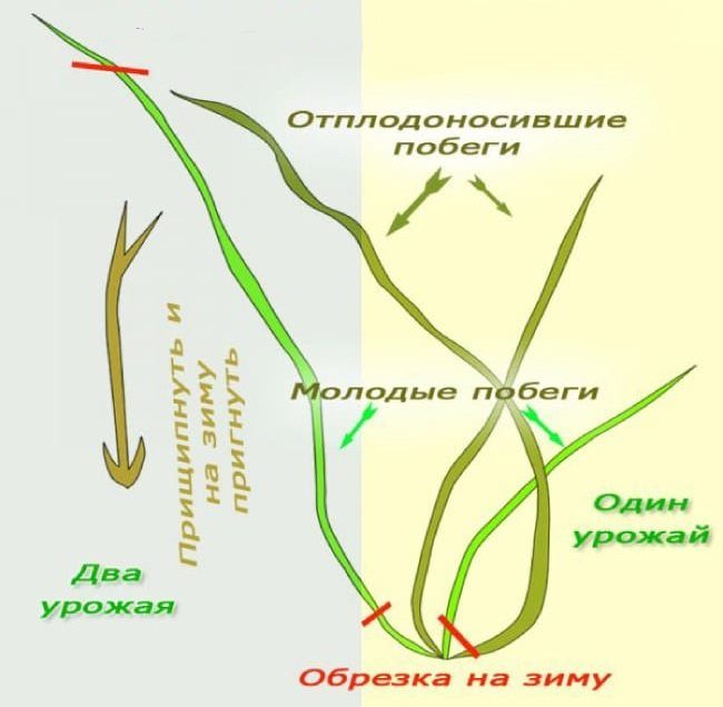 Схематичное изображение двух способов обрезки ремонтантной ежевики