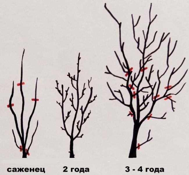 Схема обрезки сливового дерева от посадки до четырехлетнего возраста