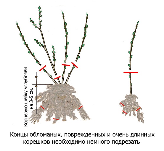 Схема обрезки кустов ежевики при осенней посадки на садовом участке
