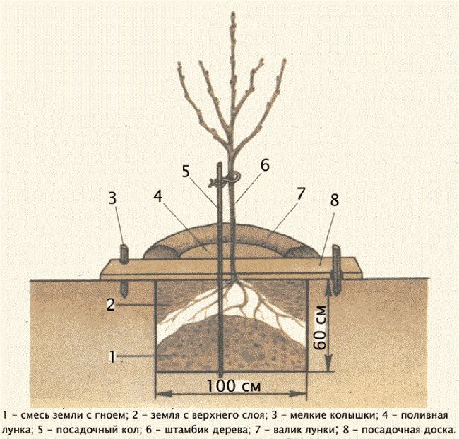 Устройство посадочной ямы для однолетнего саженца сливового дерева