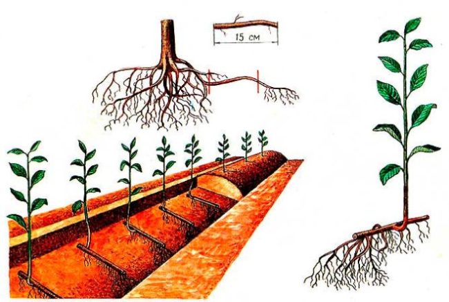Схема размножения сортовой сливы с помощью выкопанных корневых черенков