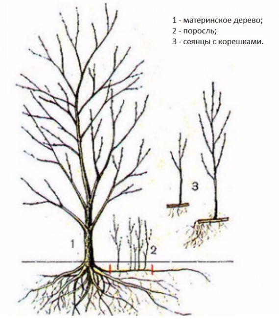 Схема размножения сливы Венгерка с помощью молодой поросли