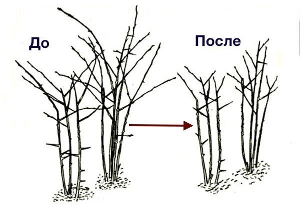 Схема куста ежевики до и после нормирующей обрезки в весенний период