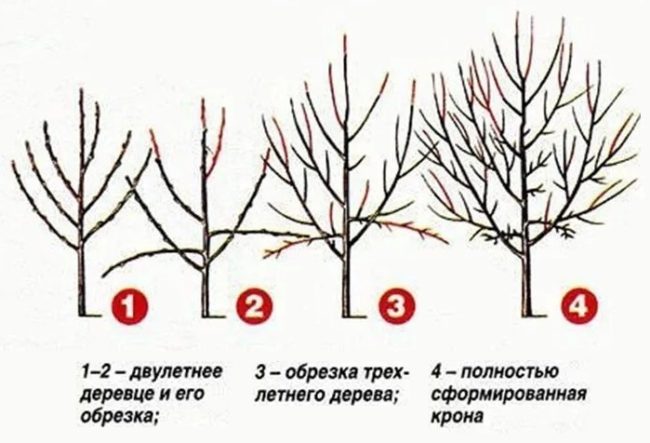 Схема обрезки дерева сливы с первого по четвертый года жизни растения