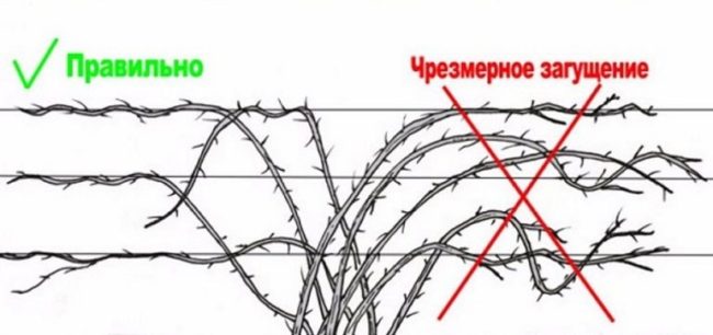 Схема правильного закрепления стеблей ежевики на проволочной опоре