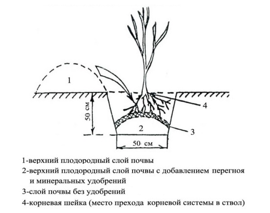 Схема посадочной ямы для саженца ежевики с холмиком по центру