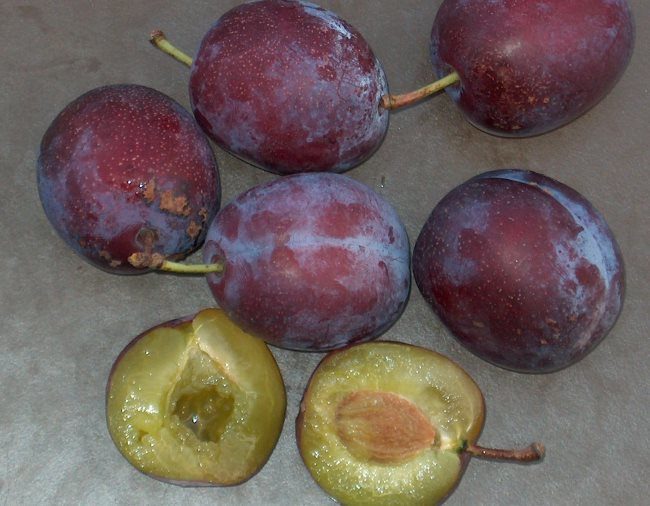Внешний вид крупных плодов и сочной мякоти сливы гибридного сорта Аннушка