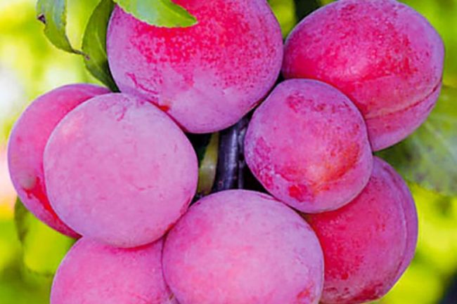 Красно-розовые плоды сливы сорта Красносельская с прозрачным восковым налетом