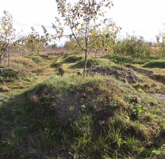 Сливовое деревце на искусственном холмике в садовом хозяйстве Южного Урала
