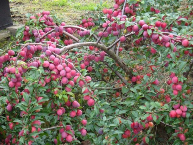 Повислые ветки сливы сорта Шершневская с большим количеством спелых плодов