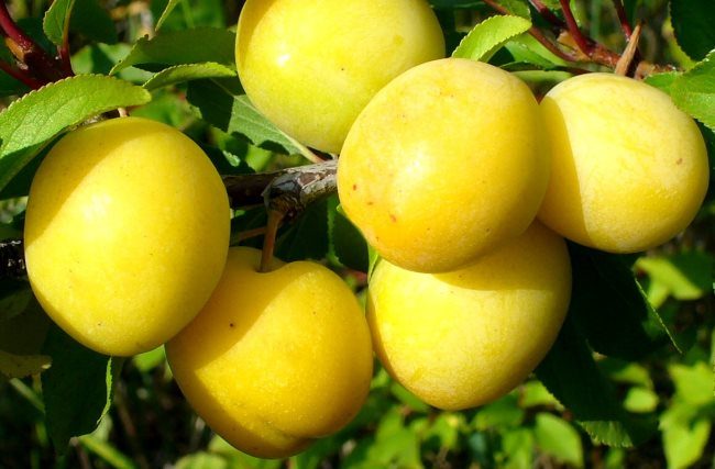 Овальные плоды сливы сорта Уральская золотистая с гладкой кожицей