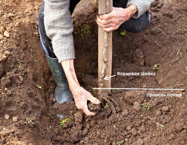 Схема размещения корневой шейки саженца сливы относительно окружающей почвы