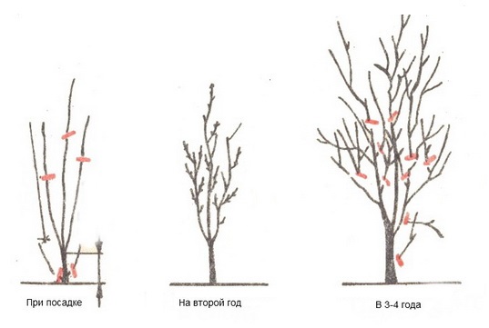 Схема формирующей обрезки сливы с посадки до четырехлетнего возраста