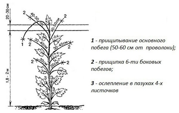 Схема прищипывания огуречного куста при выращивании в тепличных условиях