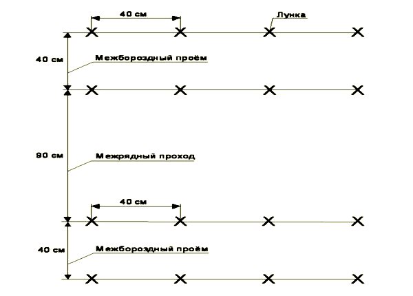 Схема с указанием расстояний между кустами огурцов при посадке в теплице