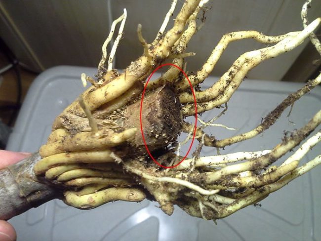 Корни драцены с признаками поражения корневой гнилью