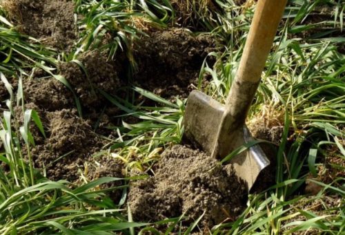 Заделка зеленой массы овса в почву перекопкой с помощью лопаты