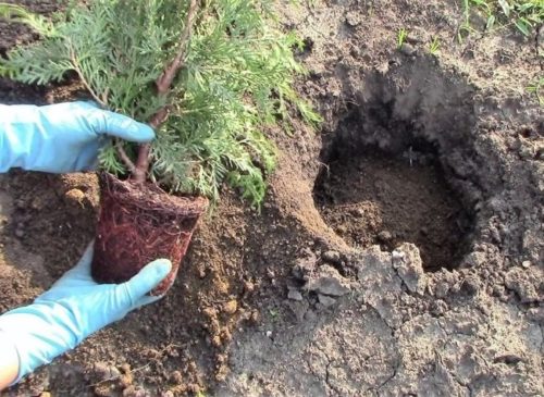 Пересадка саженца западной туи из контейнера в лунку