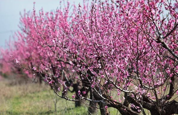 Фото: персиковое дерево в цвету