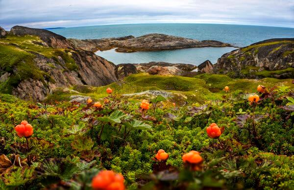 Фото: как растет Морошка