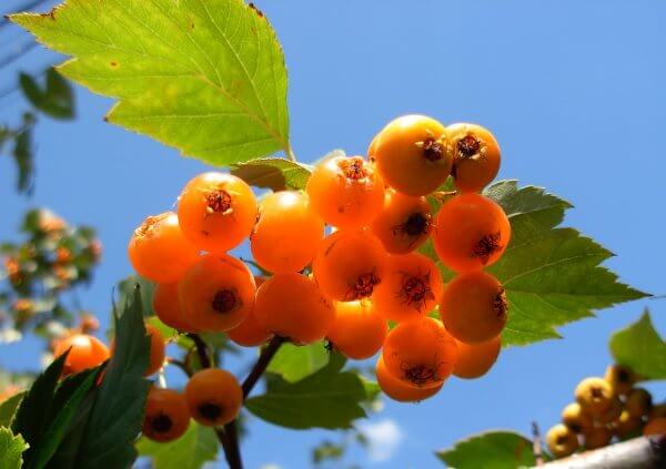 Фото: ягоды боярышника желтого цвета