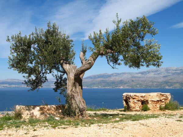 Фото: дерево старой оливы