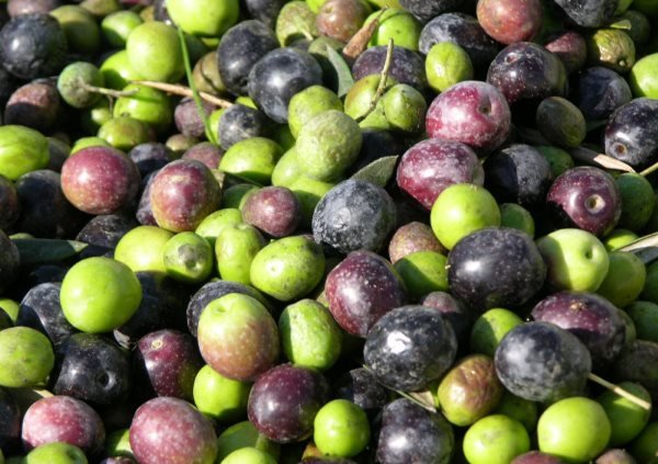 Фото: как выглядят свежие оливки