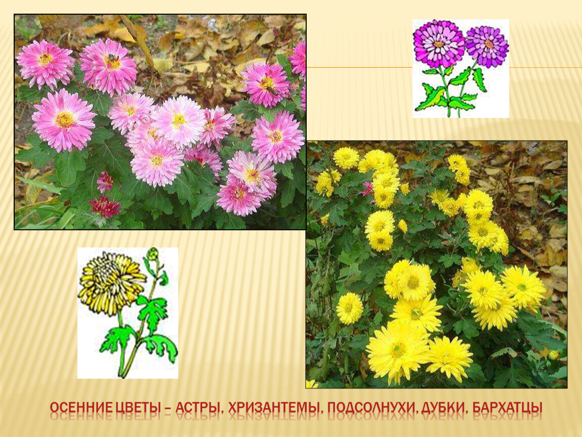 Чем отличается хризантема от хризантемы. Осенние цветы названия. Название осенних цветов. Названия осенних цветов с картинками. Осенние цветы для детей с названиями.