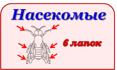 Эталон_насекомые
