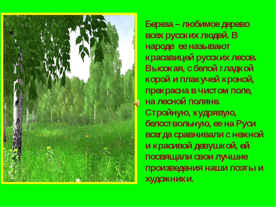 Русский лес предложение. Береза любимое дерево. Береза любимое дерево русского народа. Сочинение русская береза. Проект любимое дерево береза.