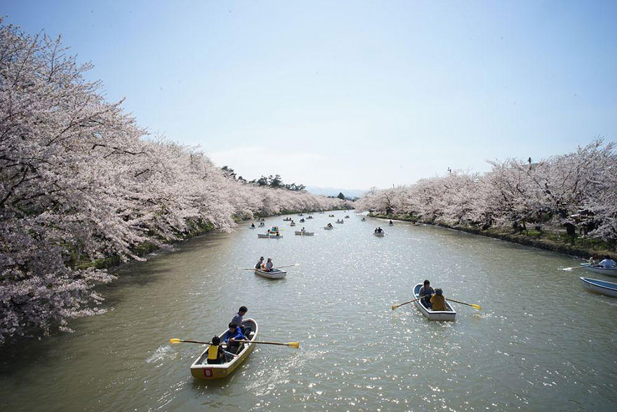5. Японский фестиваль цветущей вишни.